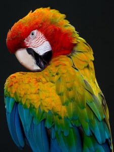 Loro Parque